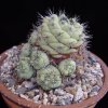 Ortegocactus_macdougallii_2